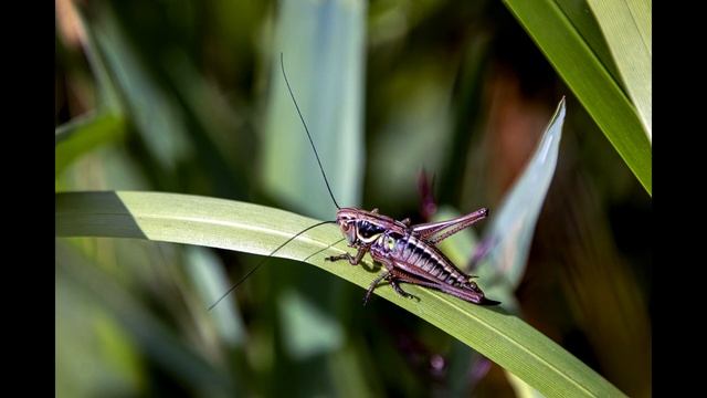 Короткий звук сверчка смотреть онлайн