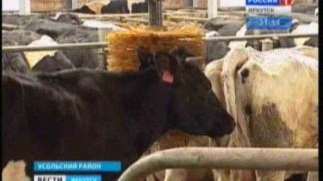 В Бельске открыли новую ферму смотреть онлайн