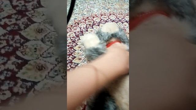 Мой игрушечный котик смотреть онлайн