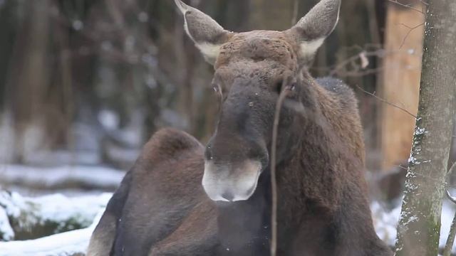 Лось на отдыхе