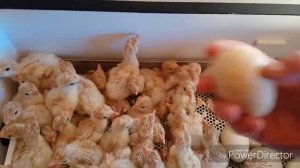 ОТЛИЧНЫЙ РЕЗУЛЬТАТ ВЫВОДА ИНДЮКОВ В ИНКУБАТОРЕ OVO 78