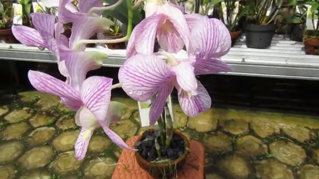 Anggrek Dendrobium Burana Strip (Den. Thanaid Stripes × Den. Chorthip Ohashi) 1996 смотреть онлайн