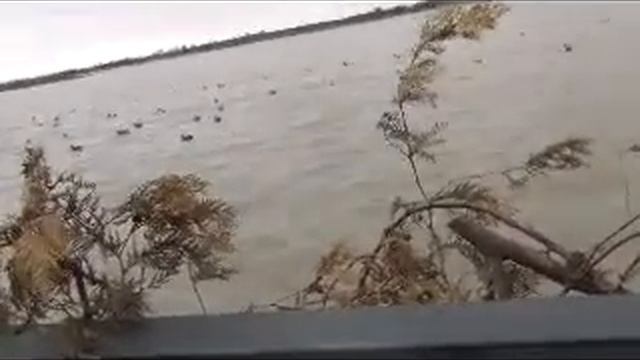 Dmen ducks смотреть онлайн