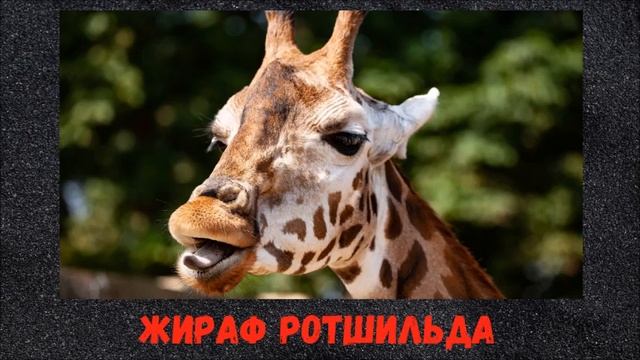 Вымирающие животные по вине человека! Endangered animals. Берегите природу! смотреть онлайн