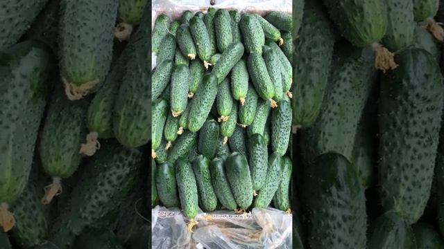 Огурцы Кибрия - одни из лучших смотреть онлайн