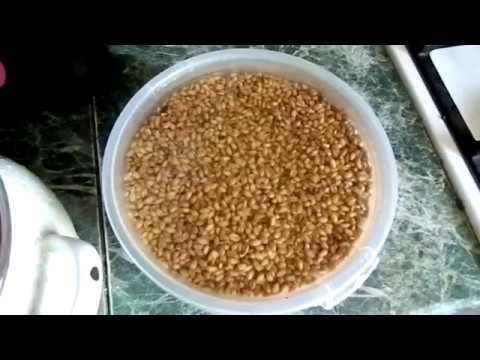 Лучшая насадка на плотву. Правильный способ: Варим пшеницу на рыбалку смотреть онлайн