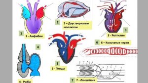 ТИПЫ КРОВЕНОСНЫХ СИСТЕМ - ЕГЭ