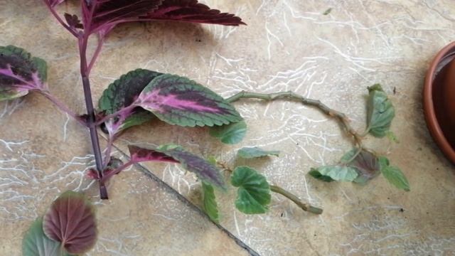 Обрезала новинки - бегонию и колеус. Будни цветочницы. Суккуленты на балконе. смотреть онлайн