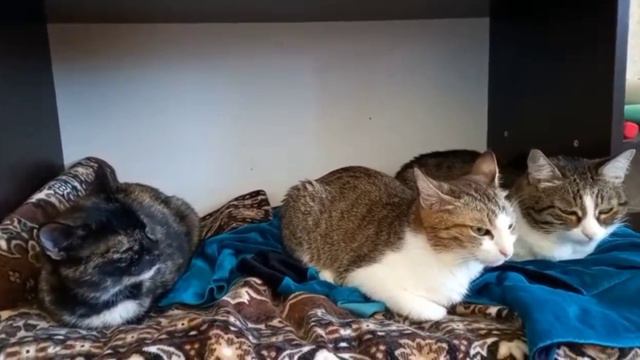 Домашние и бездомные животные. #творидобро смотреть онлайн