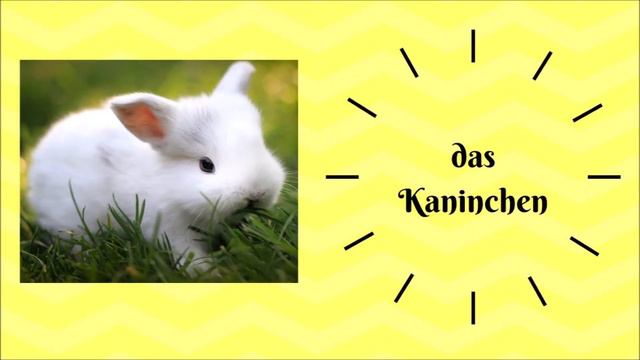 Hast Du Ein Haustier?