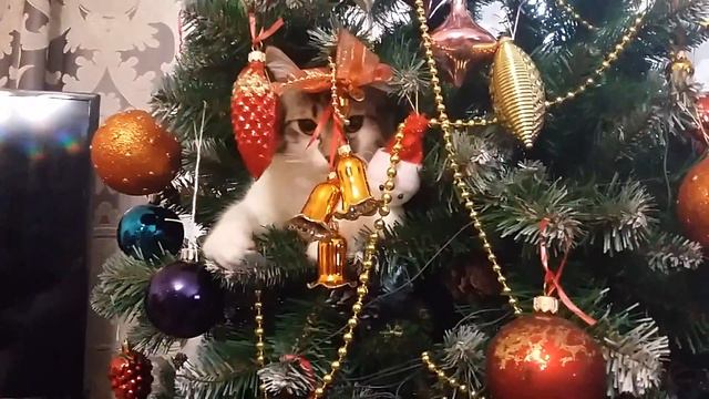 Кот и елка смотреть онлайн