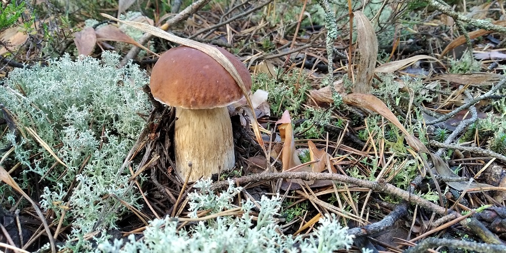 За боровиками разведка. смотреть онлайн