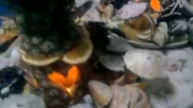 Фруктовая нарезка