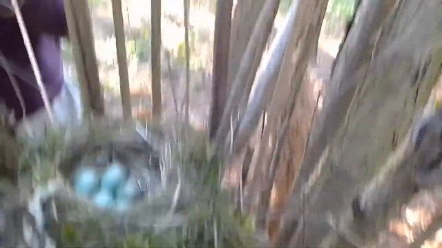 Нашли гнездо дрозда. В нём 5 яиц смотреть онлайн