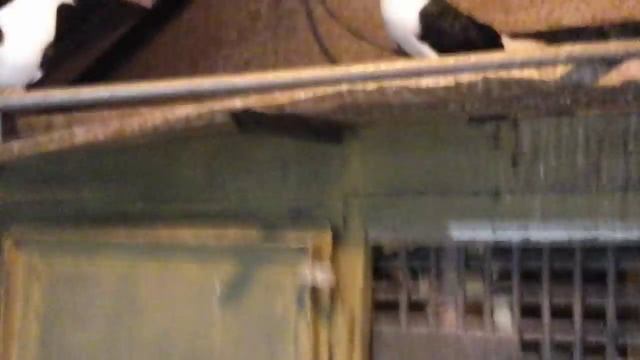 Николаевские мастные голуби смотреть онлайн