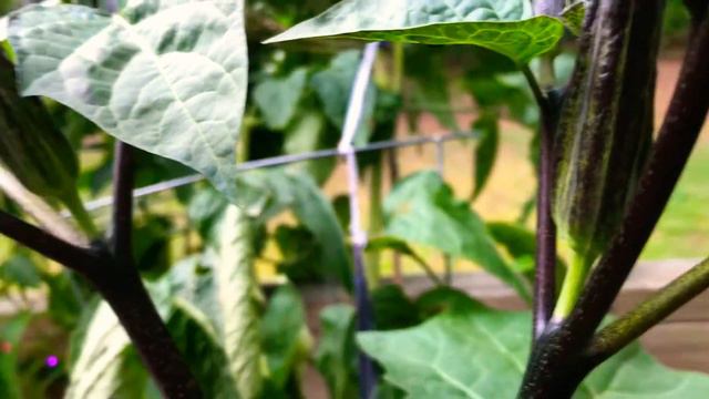 Datura Progress (Purple Moonflower, Devil’s Trumpet, Jimson Weed) смотреть онлайн