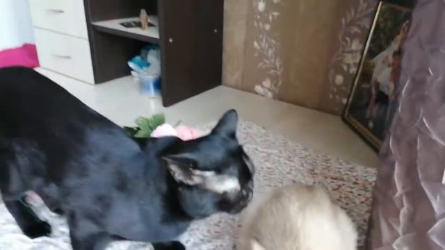Бомбейские кошки смотреть онлайн
