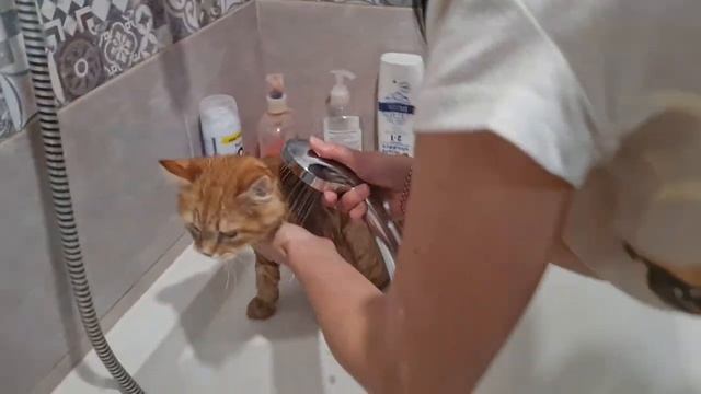 Первое купание котенка. Как мы котячье терпение испытывали. смотреть онлайн