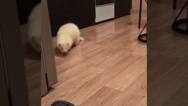 Игривый белый хорек смотреть онлайн