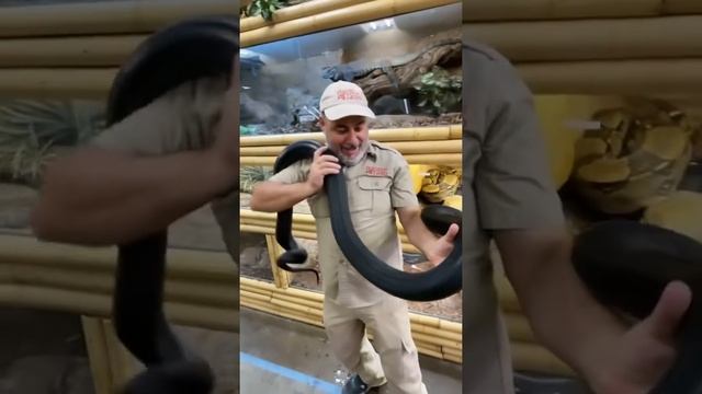 Snake perspective ? #shorts смотреть онлайн