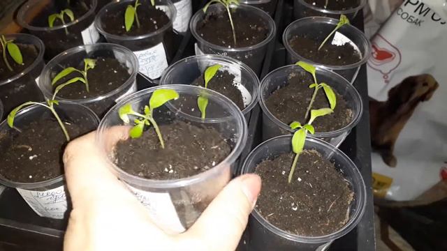 ✔🤔👍🌱 РАННЯЯ ПИКИРОВКА! ПРЕИМУЩЕСТВО В ЧЁМ! НЮАНСЫ ТАКОЙ ПИКИРОВКИ./СОВЕТУЮ! смотреть онлайн