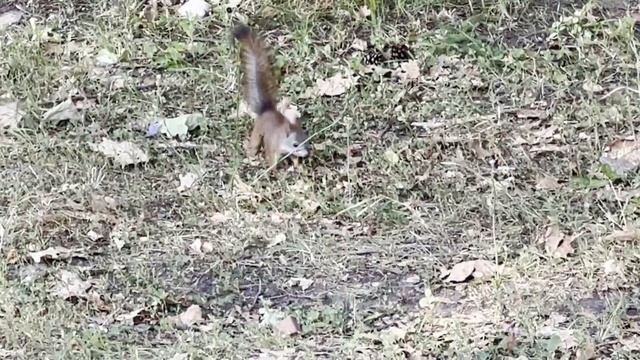 История красивого храма, звериный хоровод и скворечник для белочек. смотреть онлайн