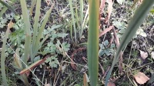 Монтбреция(Крокосмия)-японский гладиолус.Что надо знать об уборке и хранение луковиц.