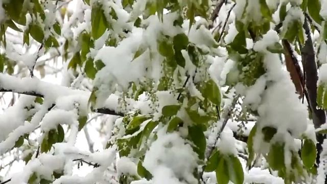 30 04 2014г Сибирь Когда цветет черёмуха, однако смотреть онлайн