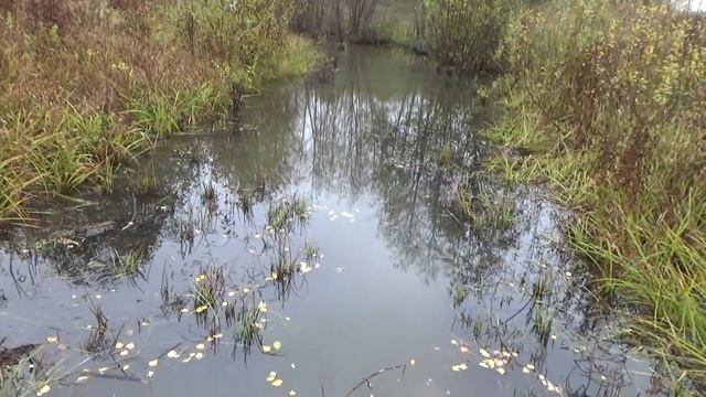 Охота капканами на бобра.