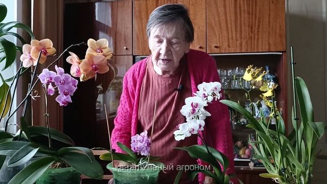Орхидея. Полив, удобрение и уход. смотреть онлайн