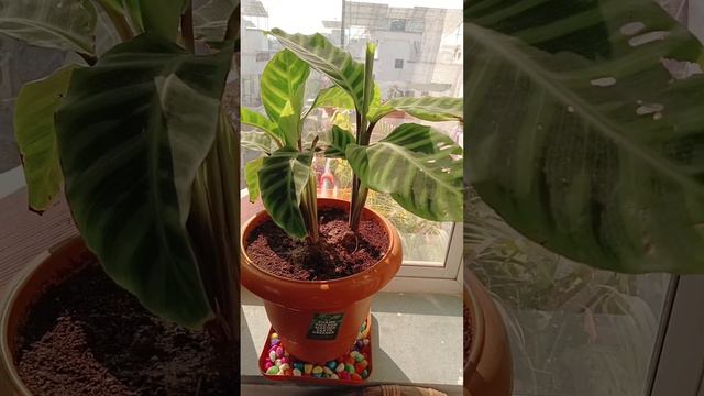 Calathea zebrina and rattle snake की पुरी जानकरी। Oxygen giving plant. Best for your bedroom. смотреть онлайн