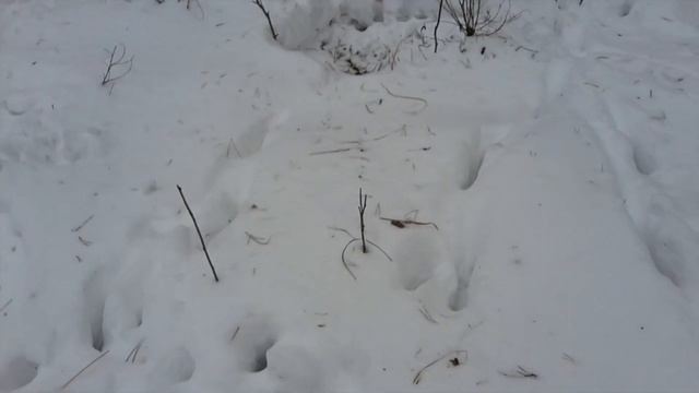 Чем можно подкармливать лосей и косуль зимой ? Семья косуль весной смотреть онлайн