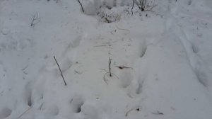 Чем можно подкармливать лосей и косуль зимой ? Семья косуль весной