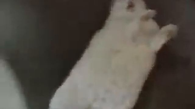 кролик жжот смотреть онлайн