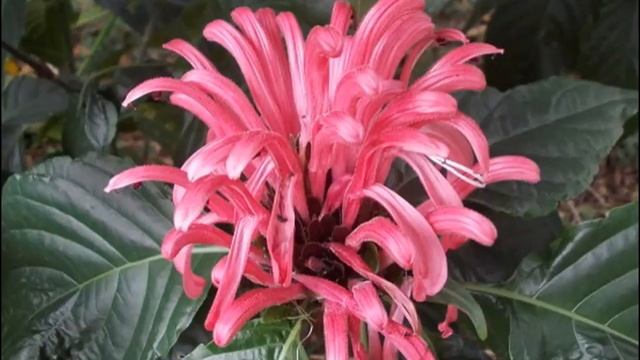 Home Garden - Decorative Flowers -  Jacobinia Flowers - Rare Flowers