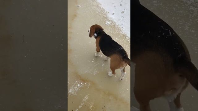 Бигль зимой на охоте, пришел к рыбакам