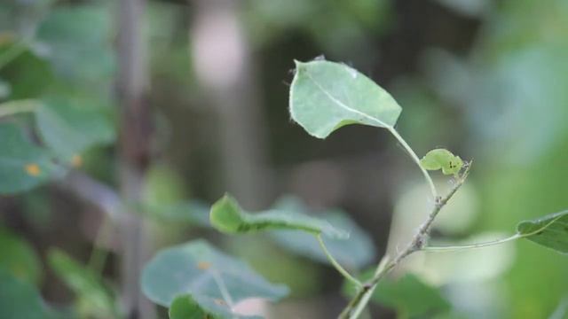 Галловый клещ на груше. Признаки заражения и методы борьбы смотреть онлайн