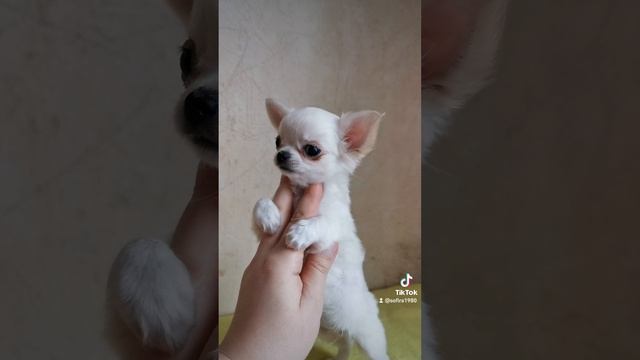 2022-07-08-101915459.mp4 смотреть онлайн