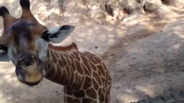 Тайланд. Зоопарк кхао-кхео смотреть онлайн