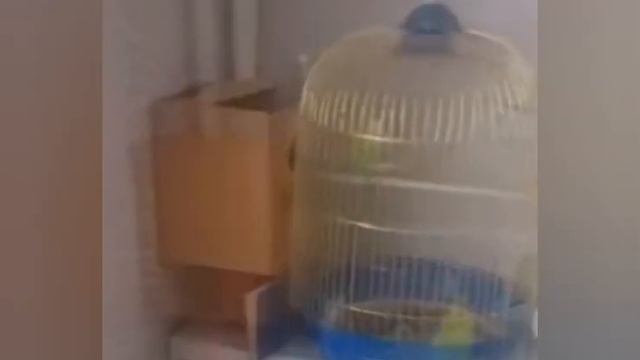 Вот это попугаи. смотреть онлайн