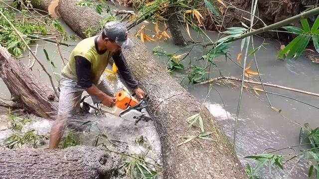 Difficult Terrain !! Cutting trees over the river, Stihl ms 881 chainsaw. смотреть онлайн