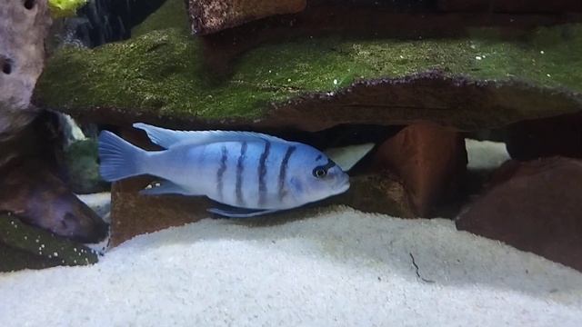 Цихлиды озера Малави. .(Цинотиляпия галлерея риф). смотреть онлайн