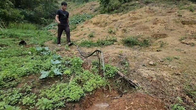 Taking Care of Vegetable Garden, Harvest Mon Future Life смотреть онлайн
