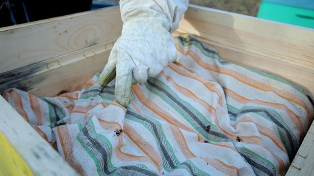 Что произошло с нашими пчёлами в ноябре 2021 смотреть онлайн