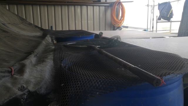 魚菜共生｜是蚊蟲!?殺菌燈??｜達永魚菜共生農場 смотреть онлайн