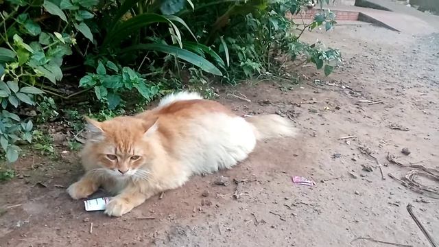 Индийский КОТ смотреть онлайн