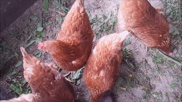Кормушка для кур своими руками, наши курочки смотреть онлайн