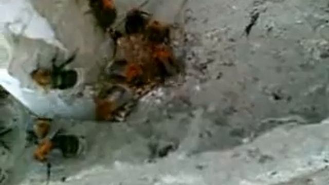 шмелиное гнездо смотреть онлайн