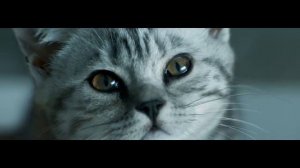 WHISKAS® Rain