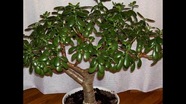 Подкормка для пышного роста денежного дерева смотреть онлайн